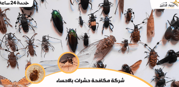 شركة مكافحة حشرات بالاحساء